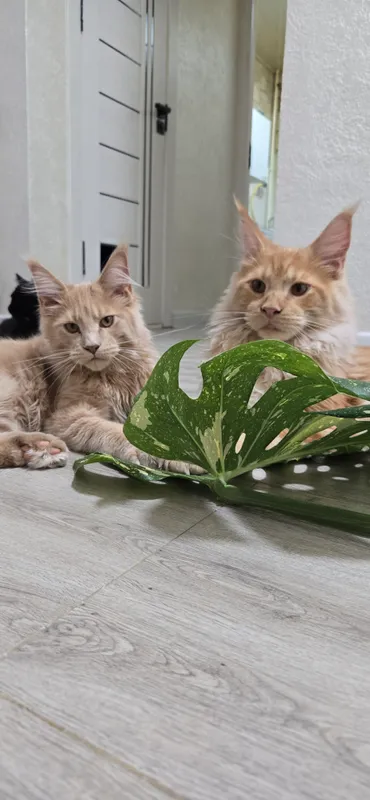 котята породы Мейн Кун — фото 1