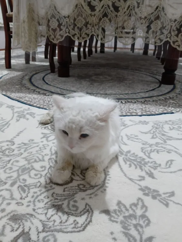 Angora mushuk sotiladi 1 Angora mushuk sotiladi 1