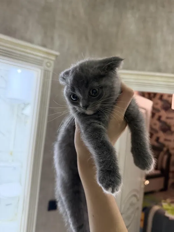 Британские вислоухие котята мальчики