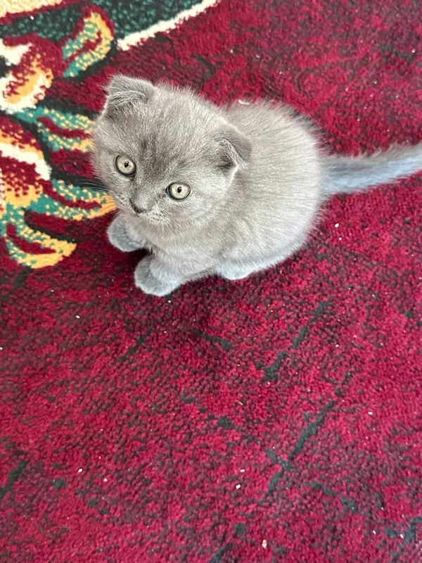 Scottish fold mushuk 1 Scottish fold mushuk 1