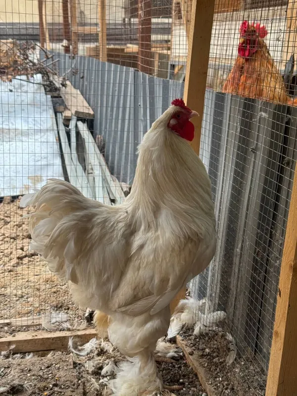 Brama xoroz sotilad 100% toza brama — фото 6