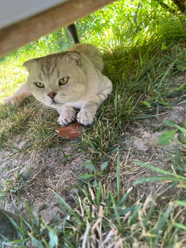 Кот 2 Кот 2