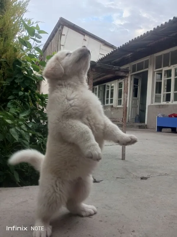 Kangal kuchuk 2 oylik 3
