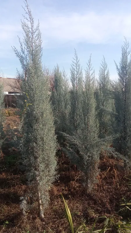Pavlonya bor Lola darahti bor galiboy gepars bor Arizona bor — фото 6