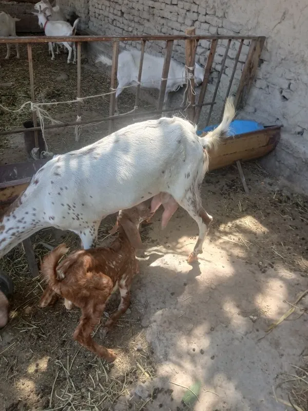 3 oylik takacha Sotiladi 4