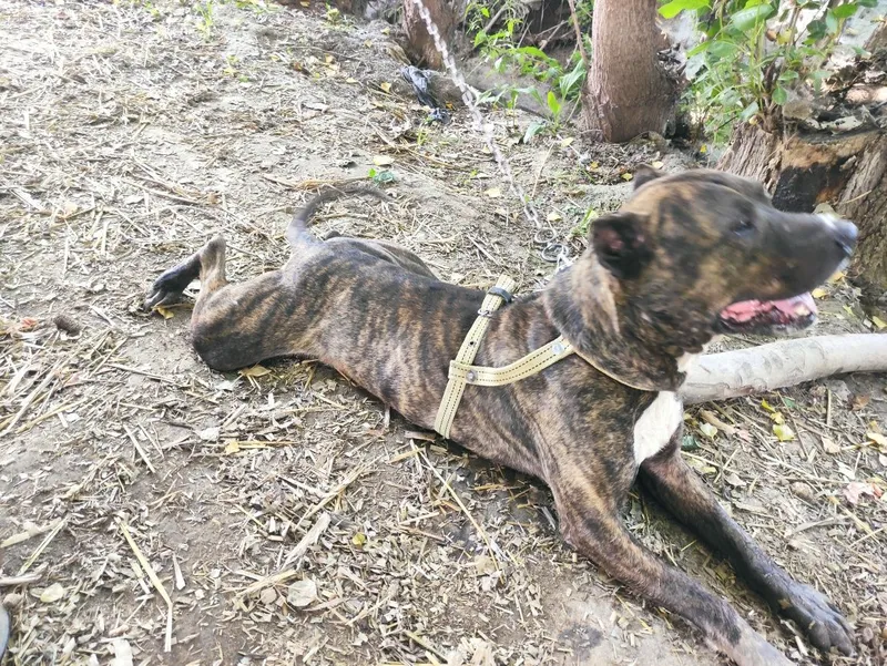 Pitbull sogʻlom arzon srochna — фото 5