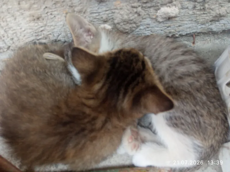 Buladan tashqari 7 mushik bor hamasi hadiya 1