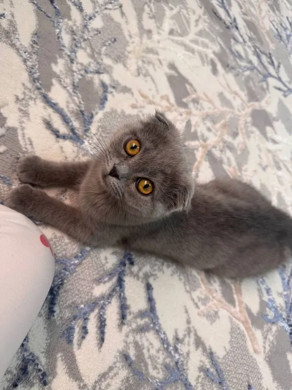 Мушук сотилади Скотиш фолд — фото 1