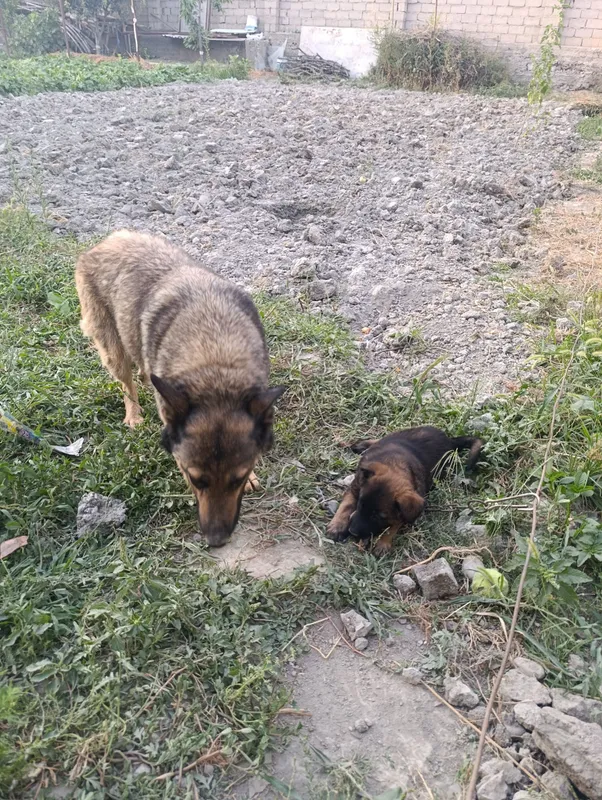 Sharqiy yevropa ovcharkasi 3