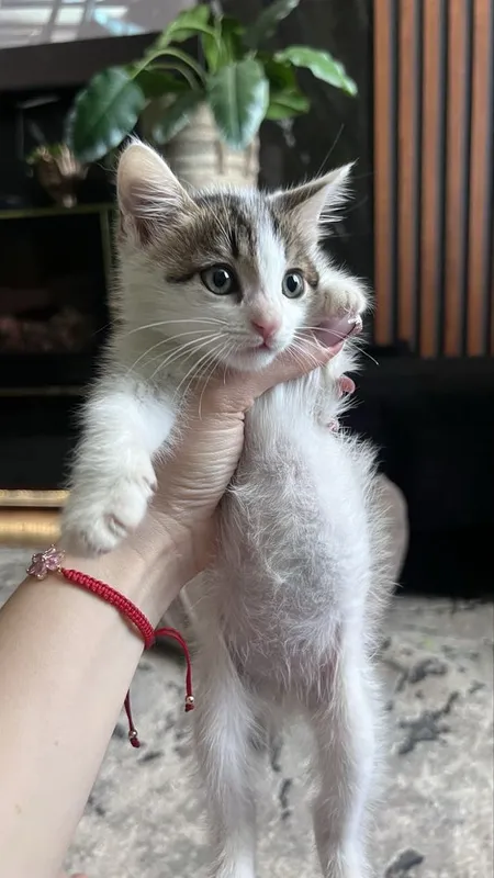 Отдам котенка в добрые руки — фото 1