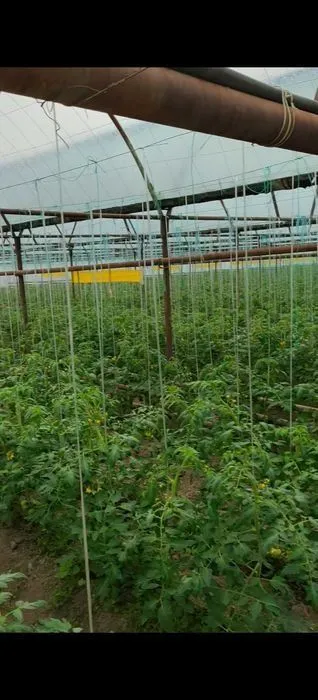 Продажа теплицы 1.7 га Кибрай 1