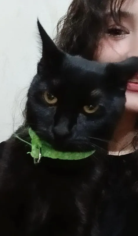 Продаётся чёрный котёнок 2