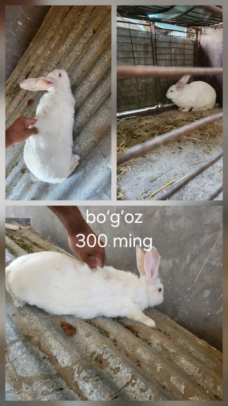 Bozordan orzon sifatli quyonlar 1 Bozordan orzon sifatli quyonlar 1