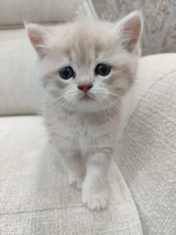 Чистокровные шотландские котята. 8 Чистокровные шотландские котята. 8