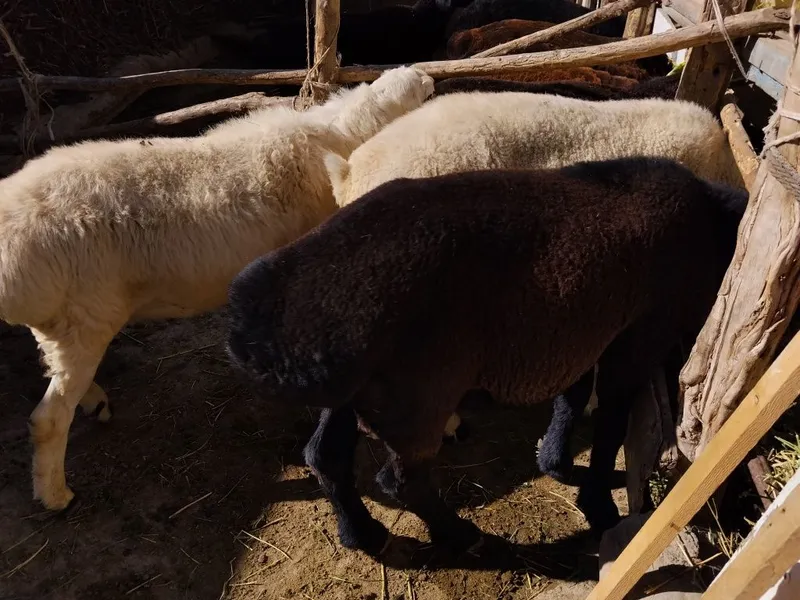 Hammasi qochqor sotiladi
