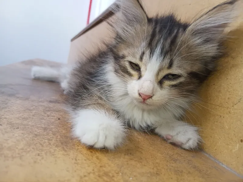 manashu shirin mushuklar tezda sotuvda 3 manashu shirin mushuklar tezda sotuvda 3