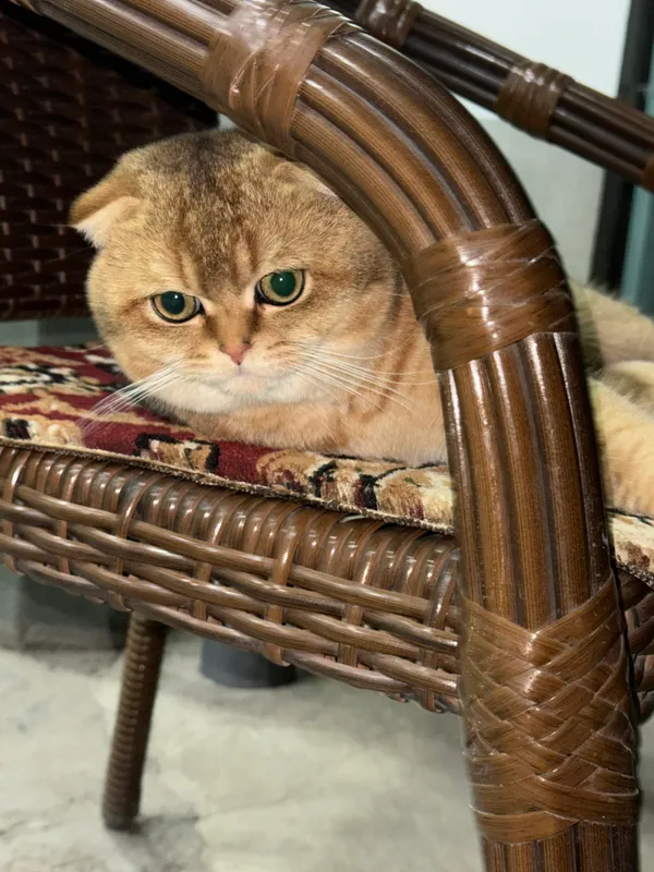 Вязка кота, Симба Киз мушукларни вязкага чакиради — фото 4
