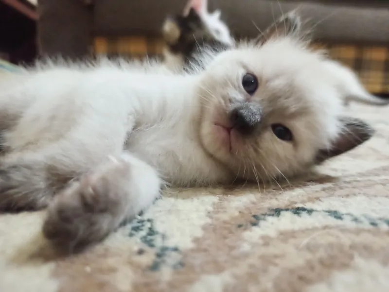 Котята недорого