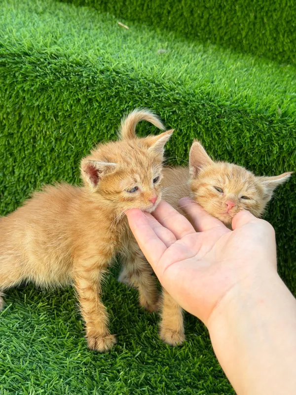 Котенок мальчик и девочка — фото 3