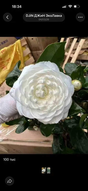 Камелия цветущая красавица
