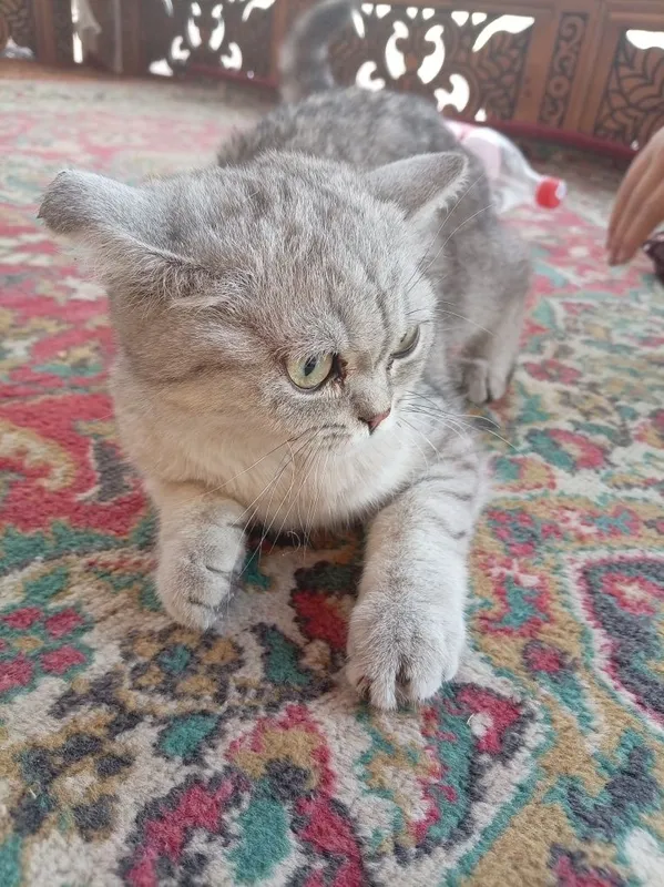 British shorthair mushugi 1 British shorthair mushugi 1