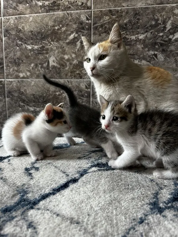 Mushuk bolalari kimga kerak tekinga beramiz