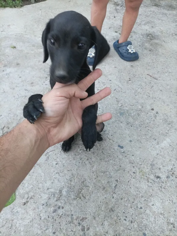 Spaniel охотник 150$ 1 Spaniel охотник 150$ 1