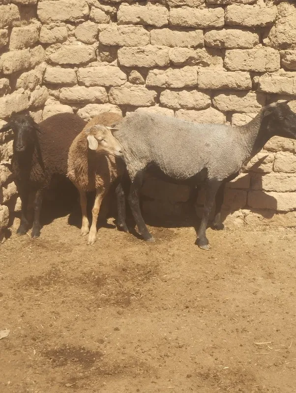 Sutdan chiqqan egiz qoʻzilar sotiladi — фото 5