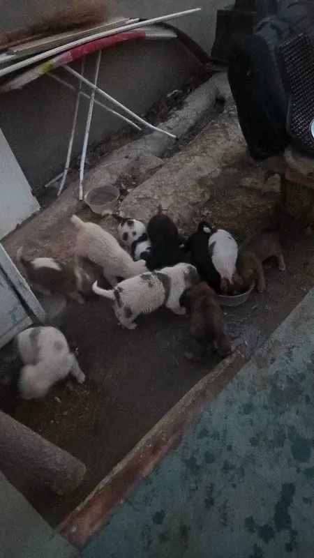 Кучук боласи яхши кулларга — фото 3