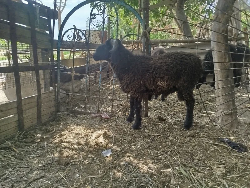 Qoʻchqorcha sotiladi yeyishi zoʻr qolgani telda 1