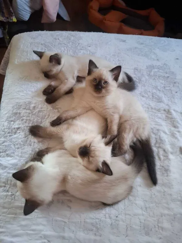 Сиамские котята продаются — фото 2