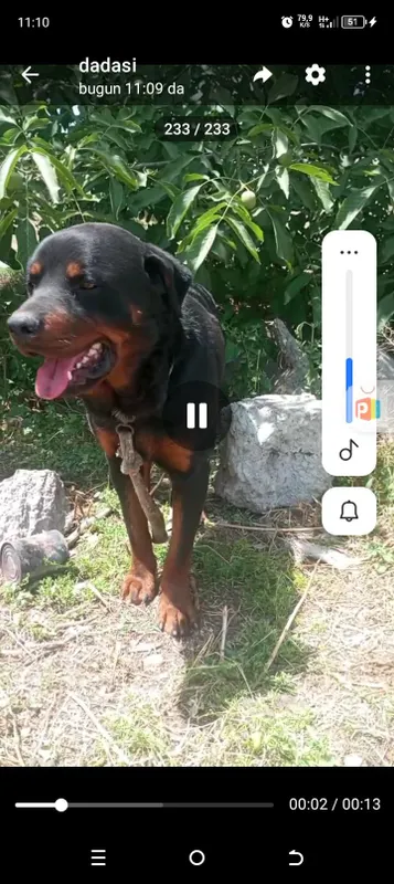 Rodfeller zoti tozza 2 Rodfeller zoti tozza 2