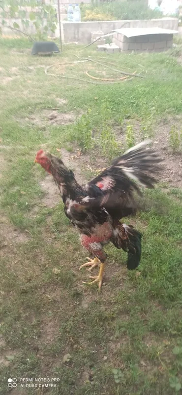5kg tepasi tovupar tullak sotiladi, bola olishga