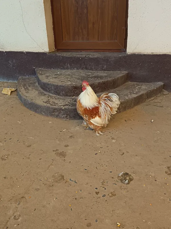 Choyne xoroz sotladi 5 Choyne xoroz sotladi 5