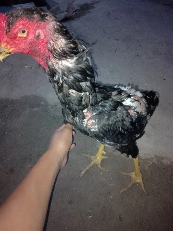 Sotiladi bobo horoz xoʻroz va bolalari