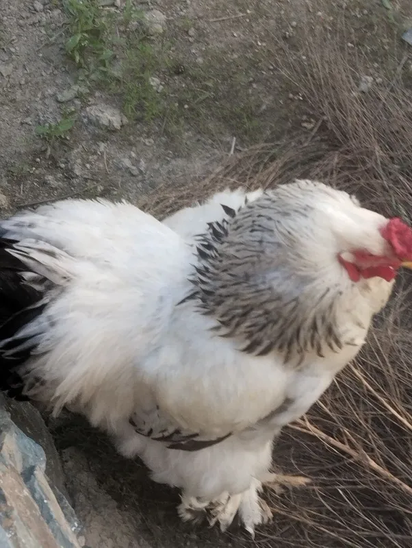 Brama xo'roz sotiladi