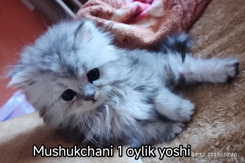 Кошка продается (British Highland) 4 Кошка продается (British Highland) 4