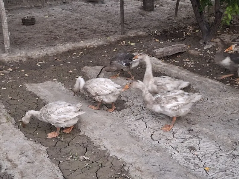 G'ozlar sotiladi 3 G'ozlar sotiladi 3