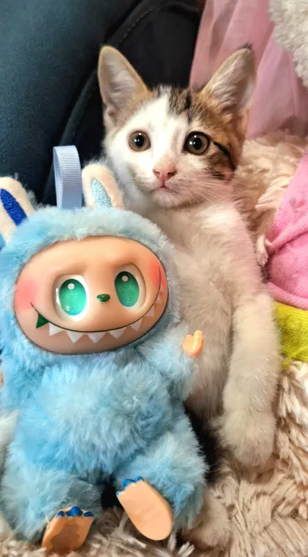 Отдам котят в хорошие руки 1 Отдам котят в хорошие руки 1