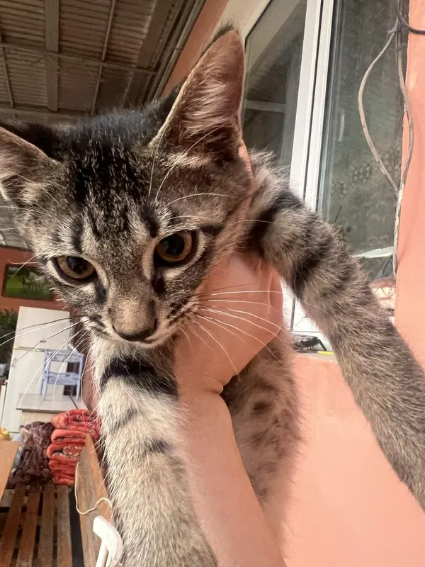 Котята в добрые руки, Ласковые и игривые котята ,Домашние котята 4 Котята в добрые руки, Ласковые и игривые котята ,Домашние котята 4