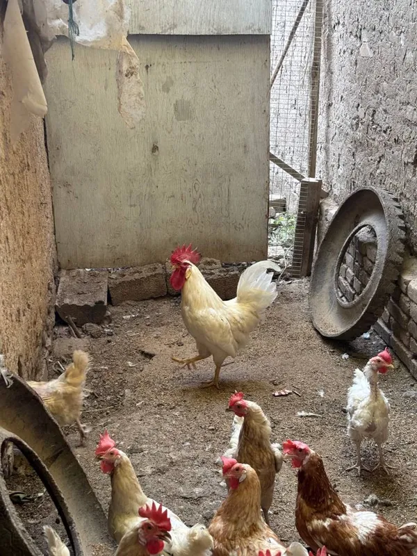 Продам кур несушек и молодых кур оптом. — фото 4
