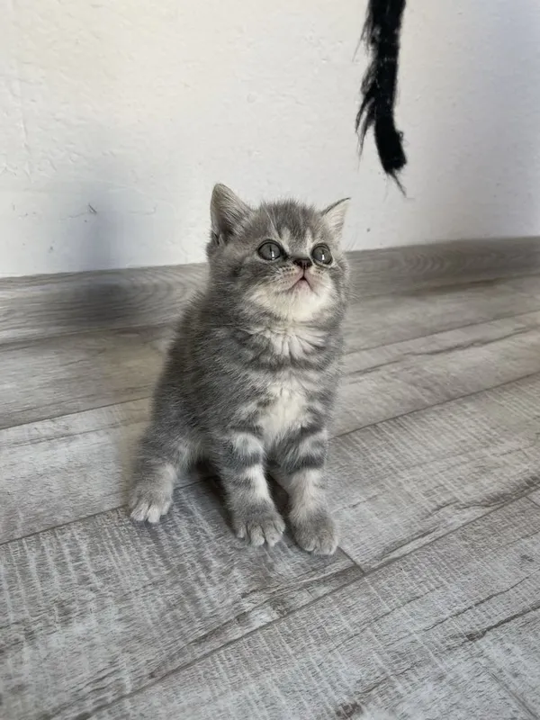 Продается пародистые котята — фото 4