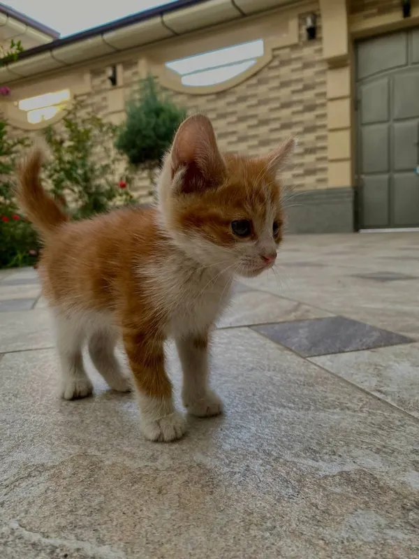 Отдам котят бесплатно 1 Отдам котят бесплатно 1