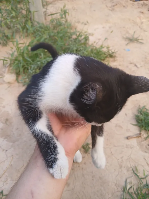 Котёнок 3 Котёнок 3