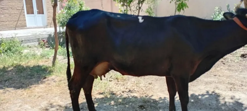 Ona bola sigir 2chi bolasi