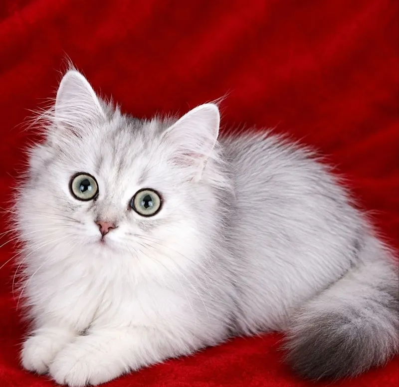 Maftunkor kumush shinchilla 3 Maftunkor kumush shinchilla 3
