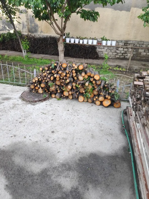 Ўтин Шафтоли дарахти. — фото 2