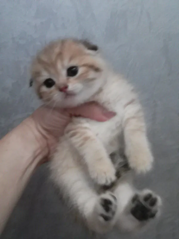 Продается котёнок