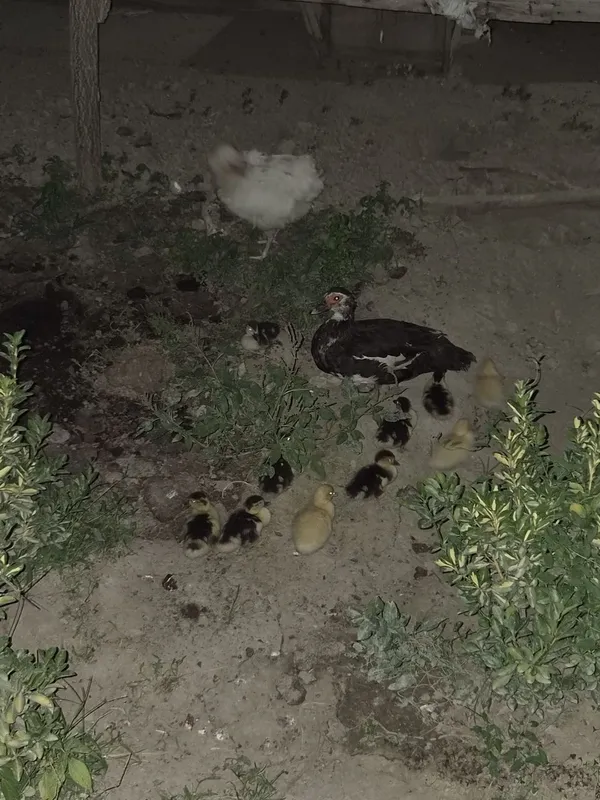 Indautka 11 ta jo'jalari bor 1 oylik bo'ldi sog'lom 7