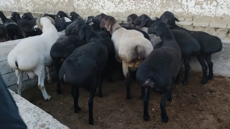 Boqilgan Qoʻchqorlar Qurbonlikka tayyor! 65kg-120kg gacha — фото 2